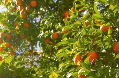 <p>Visit to an Orange Grove</p>